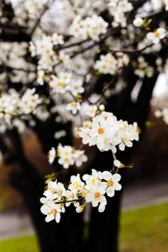 Tree with white flowers Stock Photos