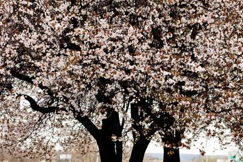 Tree with white flowers Stock Photos