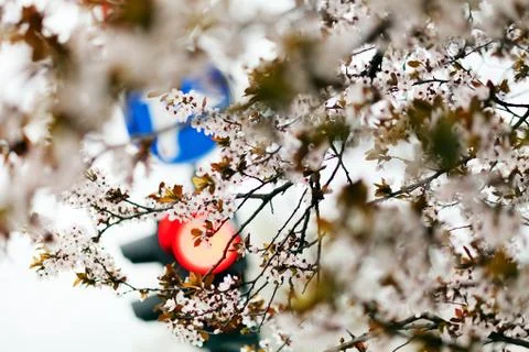 Tree with white flowers Stock Photos