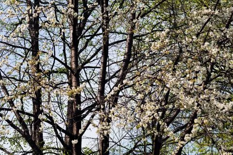 Tree with white flowers Stock Photos