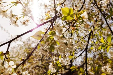 Tree with white flowers Foto stock