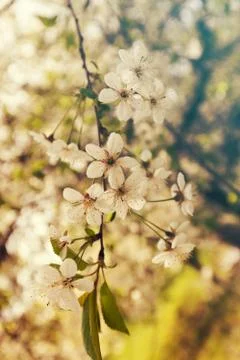 Tree with white flowers Foto stock