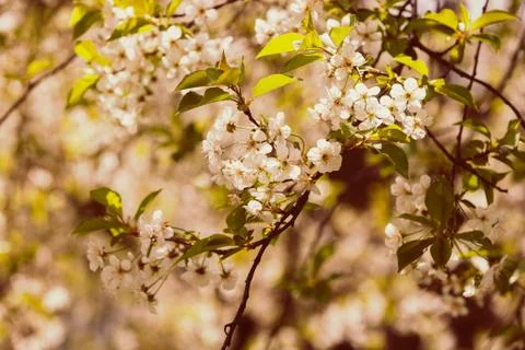 Tree with white flowers Stock Photos