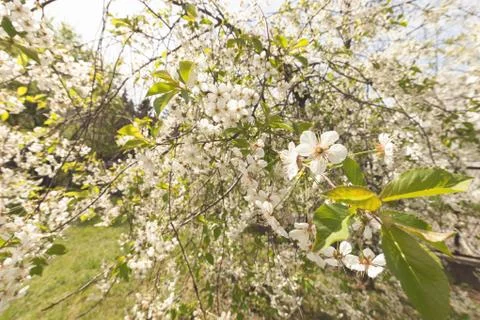 Tree with white flowers Stock Photos