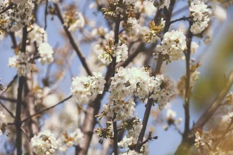 Tree with white flowers Stock Photos