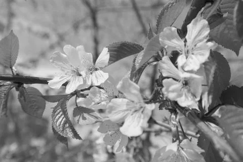 Tree with white flowers Stock Photos