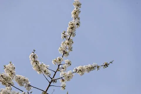 Tree with white flowers Foto stock