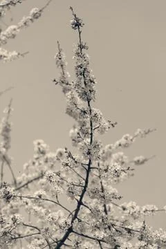 Tree with white flowers Stock Photos