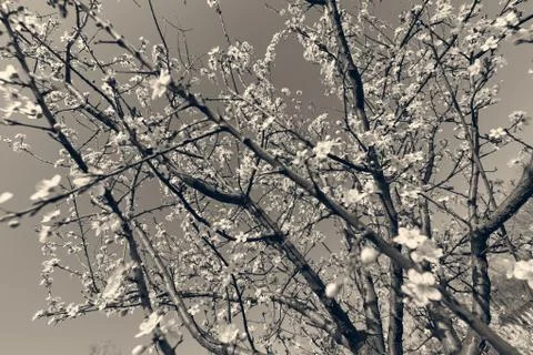 Tree with white flowers Stock Photos