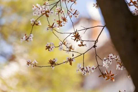 Tree with white flowers Stock Photos