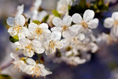 Tree with white flowers Gratis Stockfotos