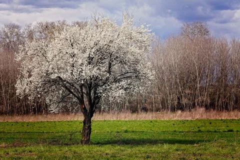 Tree with white flowers Foto stock gratuite