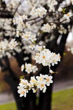 Tree with white flowers 免费库存照片