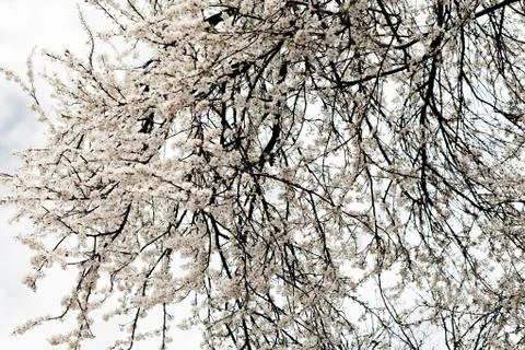Tree with white flowers Free Stock Photos