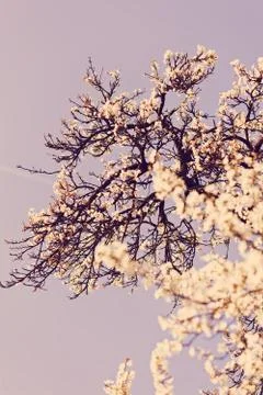 Tree with white flowers Free Stock Photos
