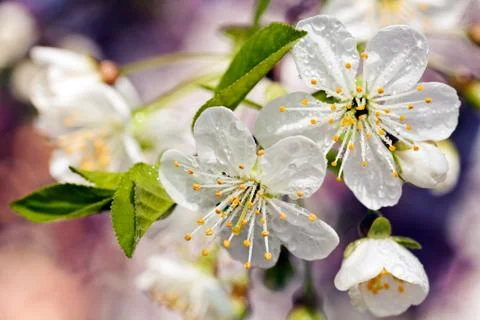 Tree with white flowers Gratis Stockfotos