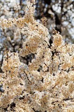 Tree with white flowers Free Stock Photos