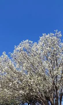 A tree with white flowers 스톡 사진