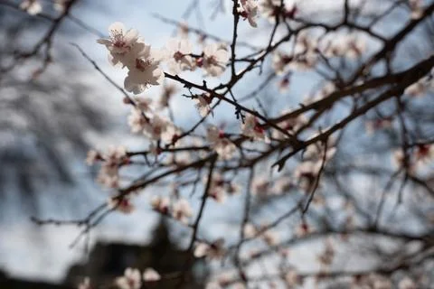 A tree with white flowers in the spring Stock Photos