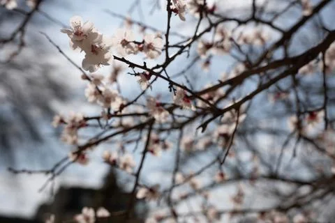 A tree with white flowers in the spring Stock Photos
