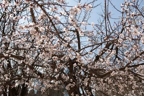 A tree with white flowers in the spring Stock Photos