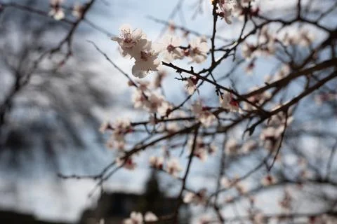 A tree with white flowers in the spring Stock Photos