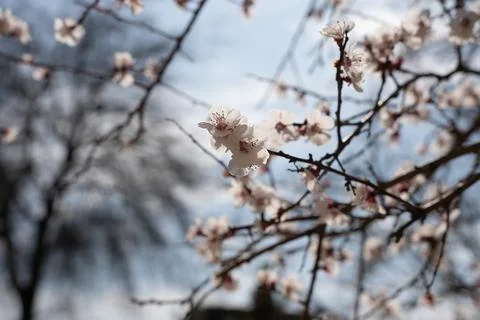 A tree with white flowers in the spring Stock Photos