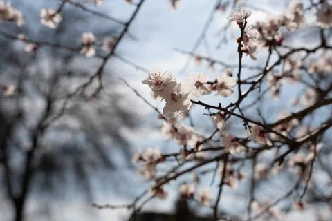 A tree with white flowers in the spring Stock Photos