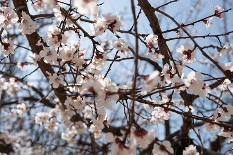 A tree with white flowers in the spring Stock Photos