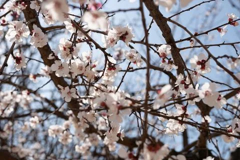 A tree with white flowers in the spring Stock Photos