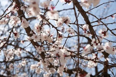 A tree with white flowers in the spring Stock Photos