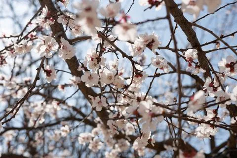 A tree with white flowers in the spring Stock Photos