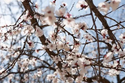 A tree with white flowers in the spring Stock Photos