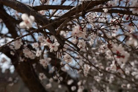 A tree with white flowers in the spring Stock Photos