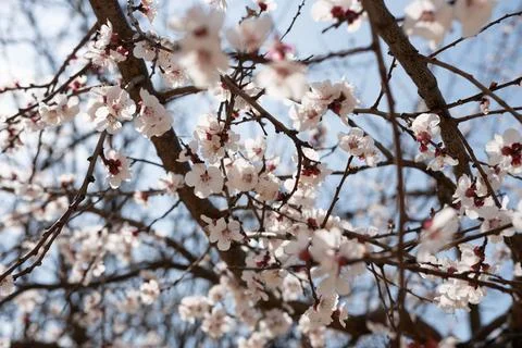 A tree with white flowers in the spring Foto stock