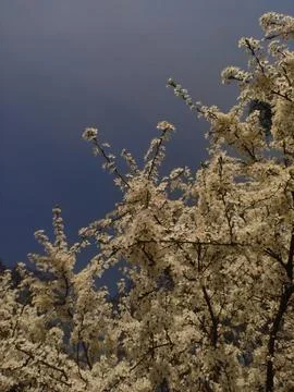 A tree with white flowers stands in front of a clear blue sky Stock Photos