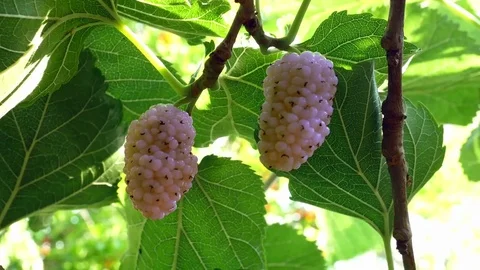 Tree with White Mulberries Video stock 83928032