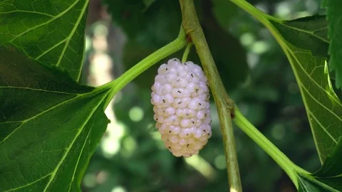 Tree with White Mulberry Stock Footage 83927995