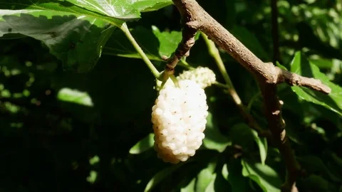 Tree with White Mulberry Tilt Video stock 83927971