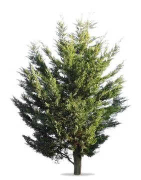 Tree on white Stock Photos