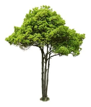 Tree on white Foto stock