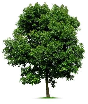 Tree on white Stock Photos