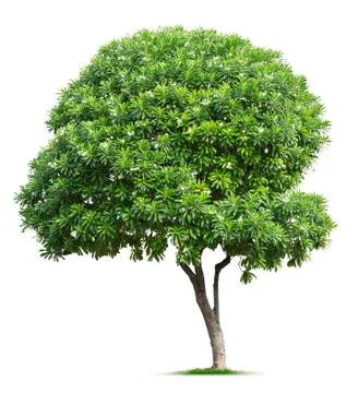Tree on white Stock Photos