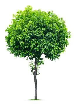 Tree on white Stock Photos