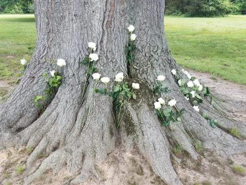 Tree with white roses at base Stock Photos