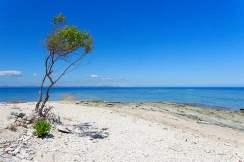 Tree on a white sandy beach in Fiji Stock Photos