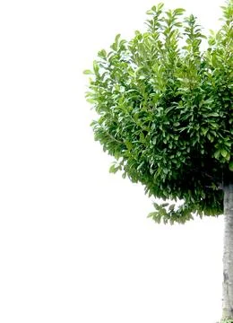 Tree on white sky Stock Photos