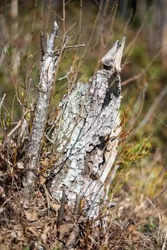 A tree. White trunk, birch on a leaf background in the forest Foto stock