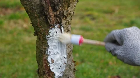 Tree whitening in garden Stock Footage 49096088
