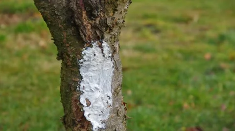 Tree whitening in winter Stock Footage 58493359